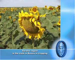 Saratov region is the sixth in Russia in cropping.