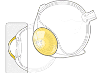 How eye works :: cornea