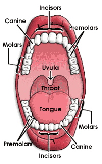 Teeth. Incisors. Canine. Premolars. Molars. Uvula. Throat. Tongue.